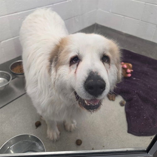 DIANA, a dog for adoption from Maricopa County Animal Care & Control - East Valley Animal Care Center