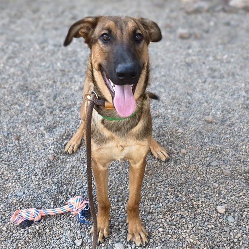 LUKE, a dog for adoption from Maricopa County Animal Care & Control - East Valley Animal Care Center