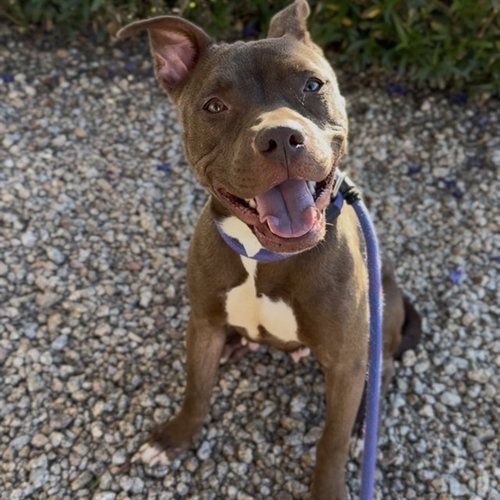 SMOOCH, a dog for adoption from Maricopa County Animal Care & Control - East Valley Animal Care Center