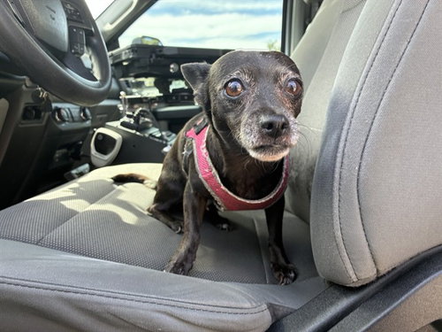 HARLEY, a dog for adoption from Maricopa County Animal Care & Control - East Valley Animal Care Center