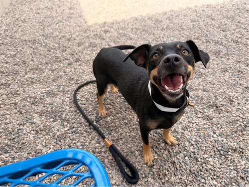 MORTICIA, a dog for adoption from Maricopa County Animal Care & Control - East Valley Animal Care Center