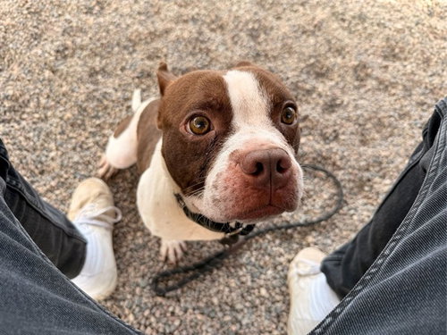 BAGUETTE, a dog for adoption from Maricopa County Animal Care & Control - East Valley Animal Care Center