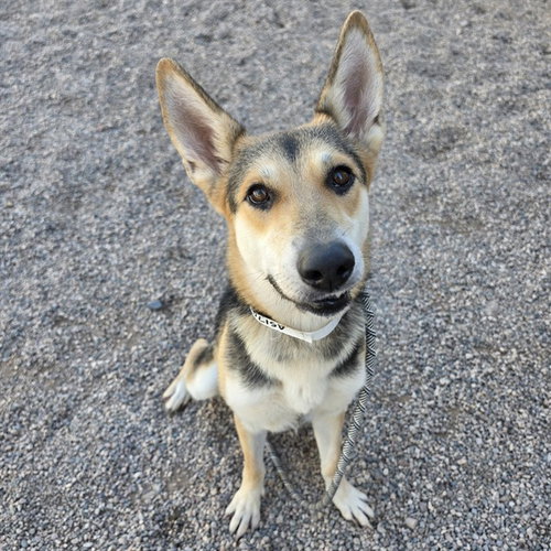 JELLYBEAN, a dog for adoption from Maricopa County Animal Care & Control - East Valley Animal Care Center