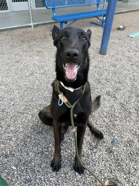 ARTHUR, a dog for adoption from Maricopa County Animal Care & Control - East Valley Animal Care Center