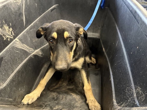NALA, a dog for adoption from Maricopa County Animal Care & Control - East Valley Animal Care Center