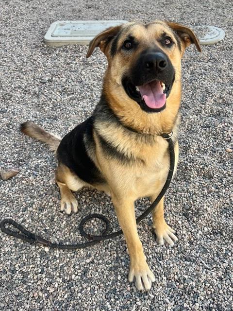 TEDWARD, a dog for adoption from Maricopa County Animal Care & Control - East Valley Animal Care Center