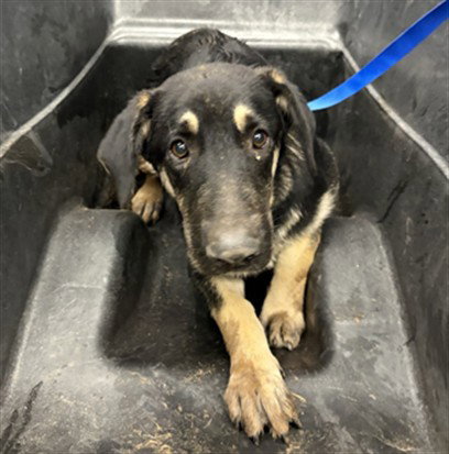 SCOTT, a dog for adoption from Maricopa County Animal Care & Control - East Valley Animal Care Center