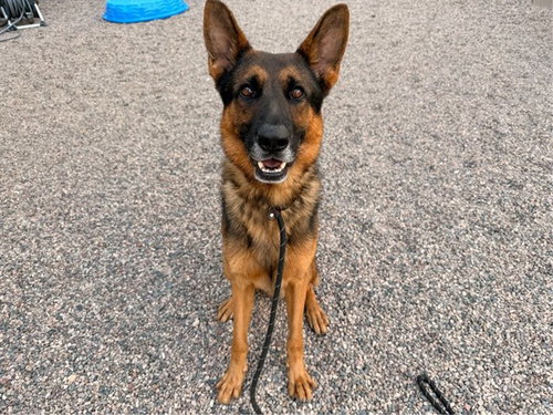 ERNIE, a dog for adoption from Maricopa County Animal Care & Control - East Valley Animal Care Center