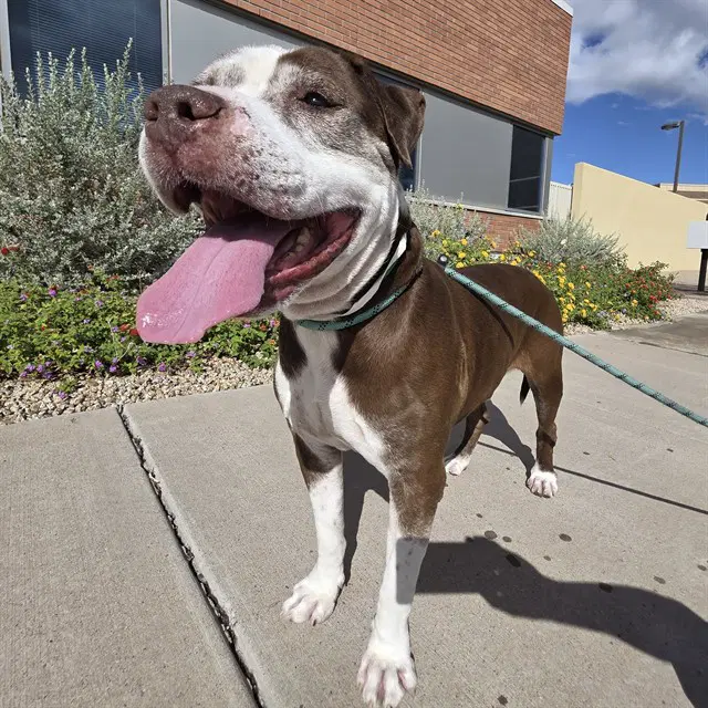 Eugene - American Pit Bull Terrier