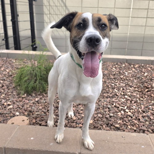 DUKE, a dog for adoption from Maricopa County Animal Care & Control - East Valley Animal Care Center