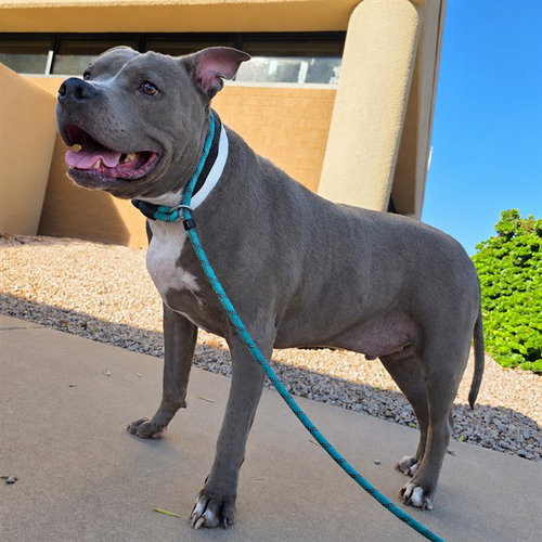 LEO, a dog for adoption from Maricopa County Animal Care & Control - East Valley Animal Care Center