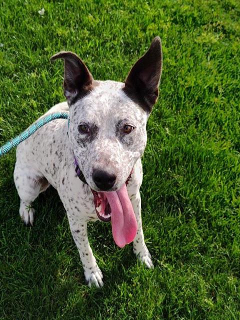 MIKHONII, a dog for adoption from Maricopa County Animal Care & Control - East Valley Animal Care Center