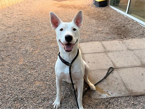 KENOBI, a dog for adoption from Maricopa County Animal Care & Control - East Valley Animal Care Center
