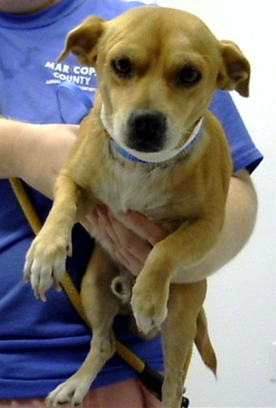 TIMOTHY, a dog for adoption from Maricopa County Animal Care & Control - East Valley Animal Care Center