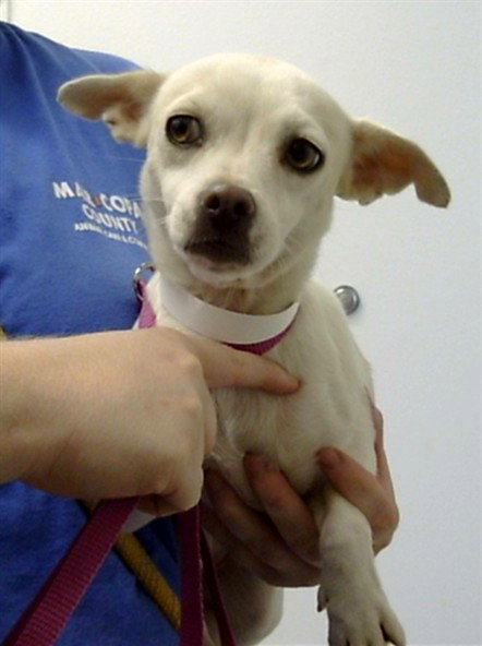 BONITA, a dog for adoption from Maricopa County Animal Care & Control - East Valley Animal Care Center