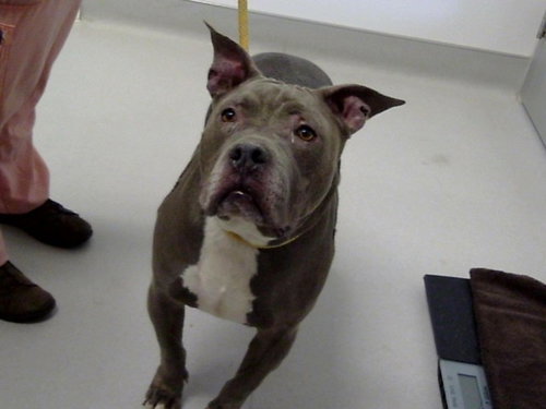 BELLA, a dog for adoption from Maricopa County Animal Care & Control - East Valley Animal Care Center