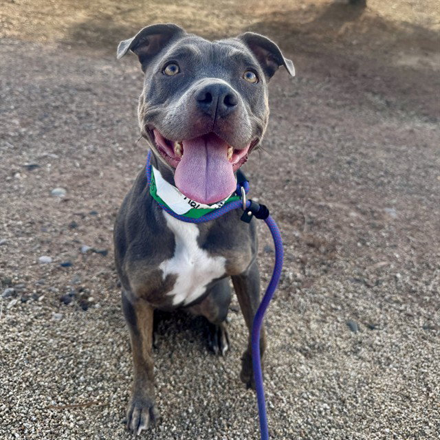 Nika, American Pit Bull Terrier