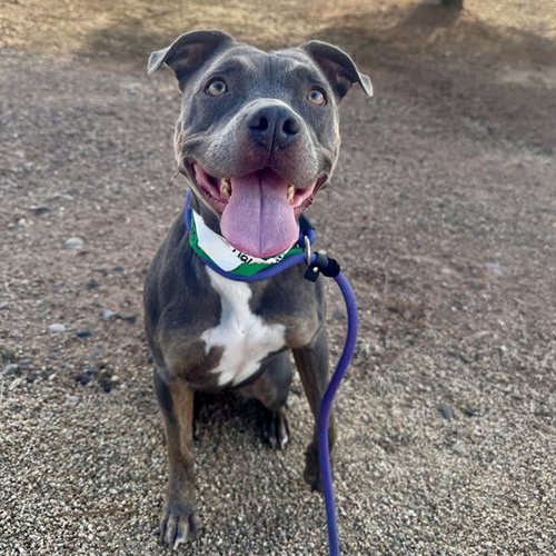 NIKA, a dog for adoption from Maricopa County Animal Care & Control - East Valley Animal Care Center