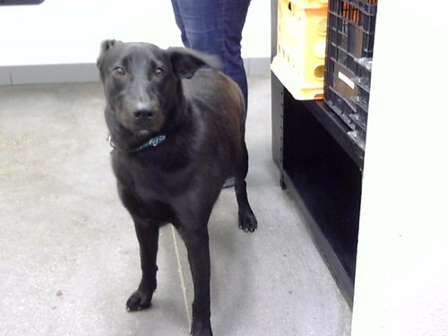EBONY, a dog for adoption from Maricopa County Animal Care & Control - East Valley Animal Care Center