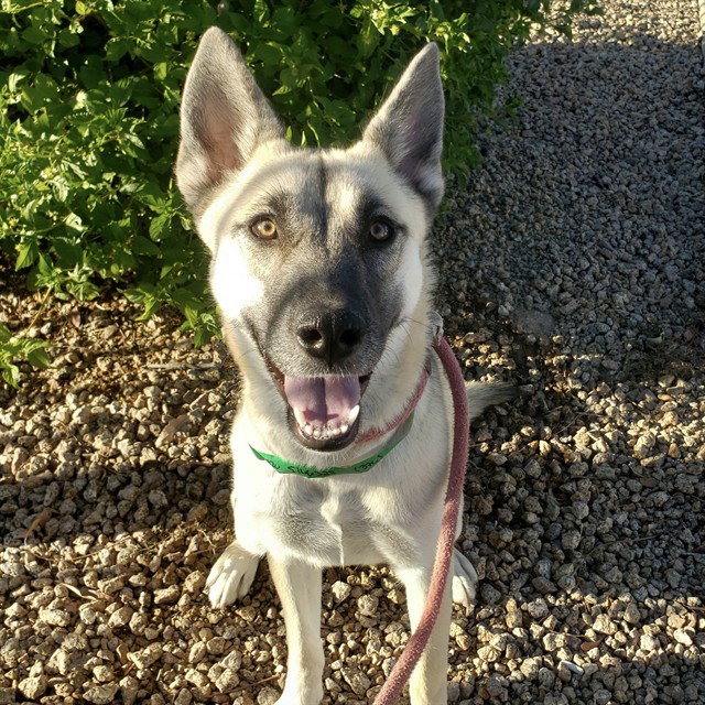 Phoebe, German Shepherd Dog