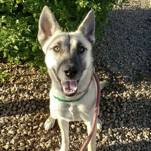 PHOEBE, a dog for adoption from Maricopa County Animal Care & Control - East Valley Animal Care Center