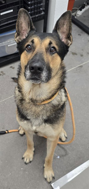 Omega, German Shepherd Dog