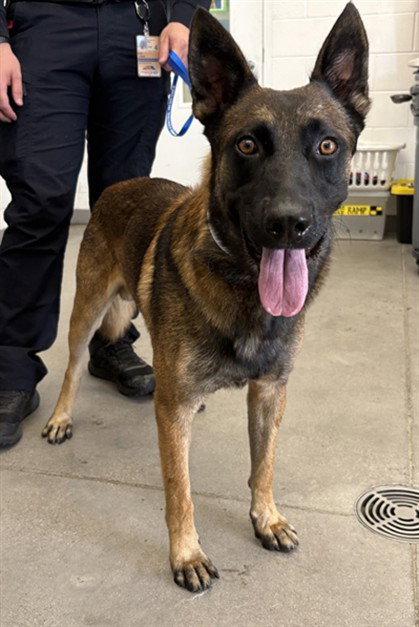 CARLSON, a dog for adoption from Maricopa County Animal Care & Control - East Valley Animal Care Center