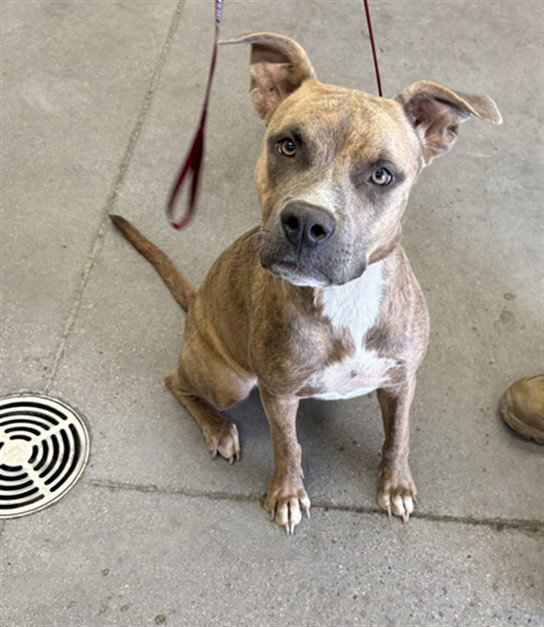 Samantha, American Pit Bull Terrier