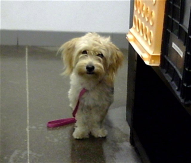 Daffodil, Miniature Schnauzer