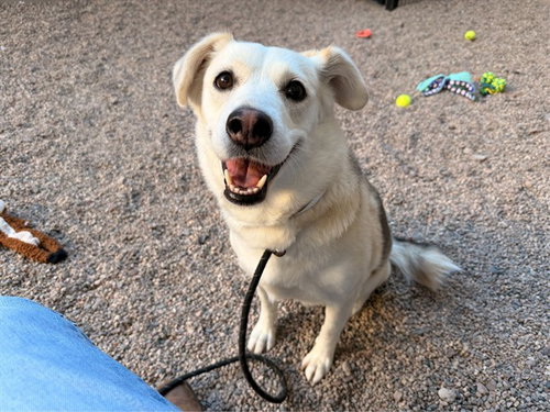 HONEY BEAR, a dog for adoption from Maricopa County Animal Care & Control - East Valley Animal Care Center