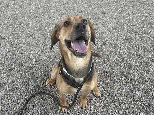 ATHENA, a dog for adoption from Maricopa County Animal Care & Control - East Valley Animal Care Center