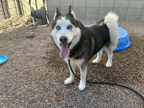 SKY, a dog for adoption from Maricopa County Animal Care & Control - East Valley Animal Care Center