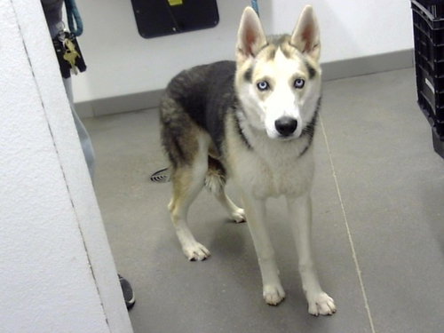 HERCULES, a dog for adoption from Maricopa County Animal Care & Control - East Valley Animal Care Center