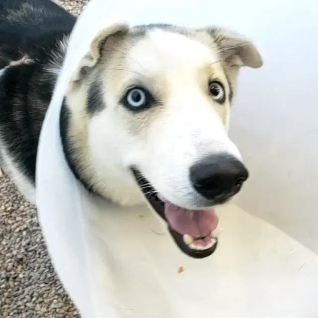 Hercules - Siberian Husky