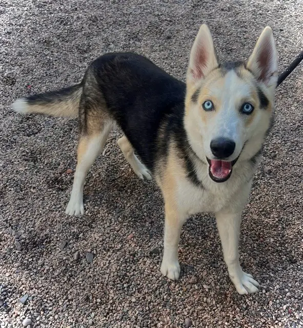 Hercules - Siberian Husky