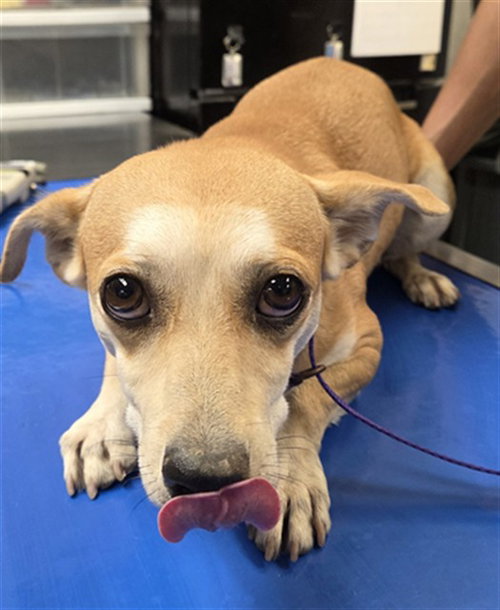 TURKEY, a dog for adoption from Maricopa County Animal Care & Control - East Valley Animal Care Center