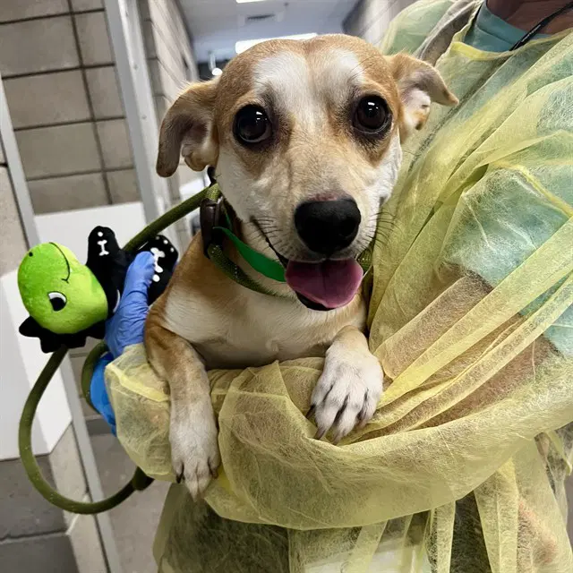 Turkey - Chihuahua
