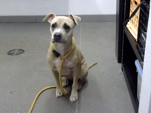 PIXIE, a dog for adoption from Maricopa County Animal Care & Control - East Valley Animal Care Center