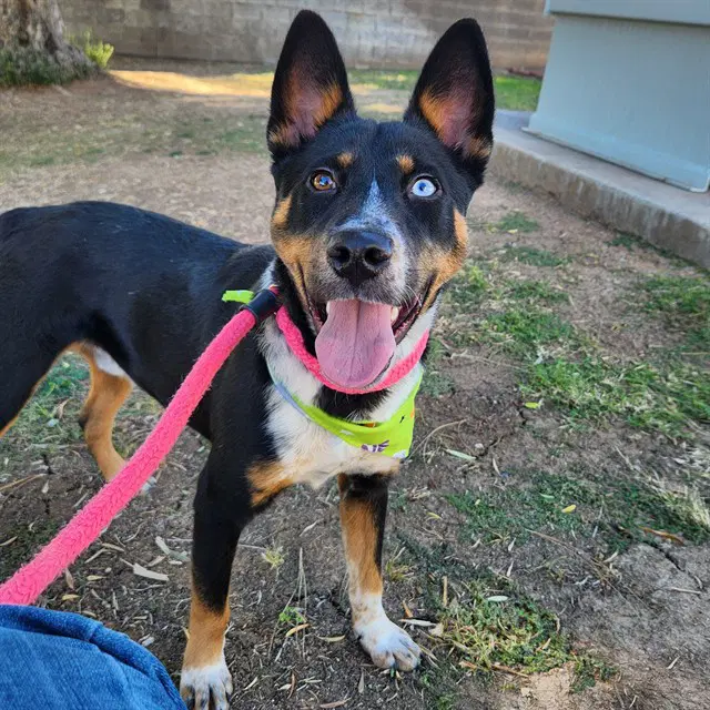 Luca - Australian Cattle Dog/Blue Heeler