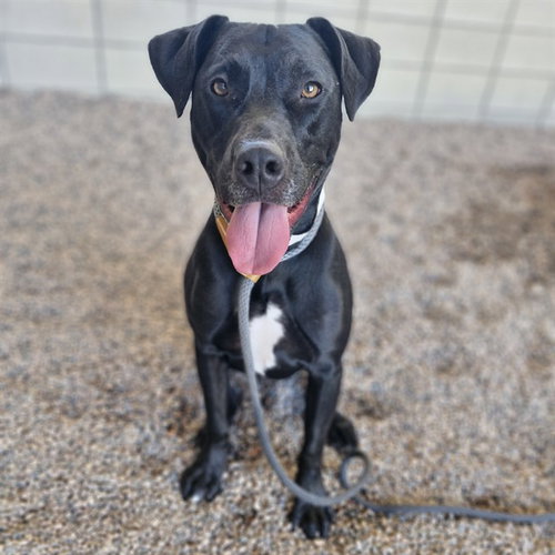 PRECIOUS, a dog for adoption from Maricopa County Animal Care & Control - East Valley Animal Care Center