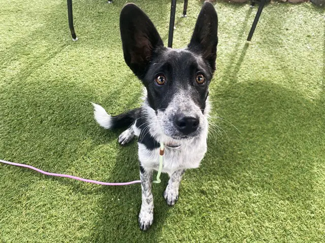 Paula - Australian Cattle Dog/Blue Heeler