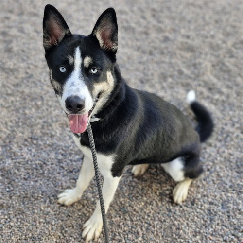 ASHOKA, a dog for adoption from Maricopa County Animal Care & Control - East Valley Animal Care Center