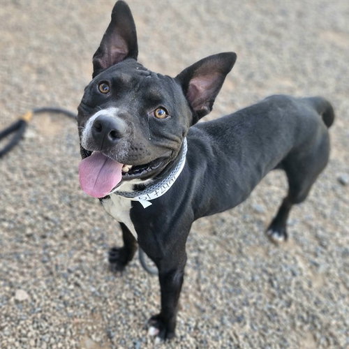 SHMORES, a dog for adoption from Maricopa County Animal Care & Control - East Valley Animal Care Center