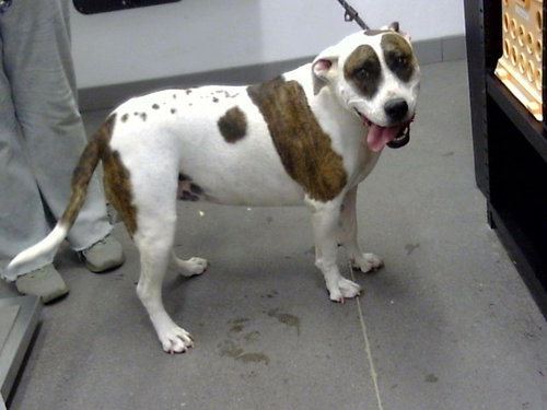 LOLA BELLE, a dog for adoption from Maricopa County Animal Care & Control - East Valley Animal Care Center
