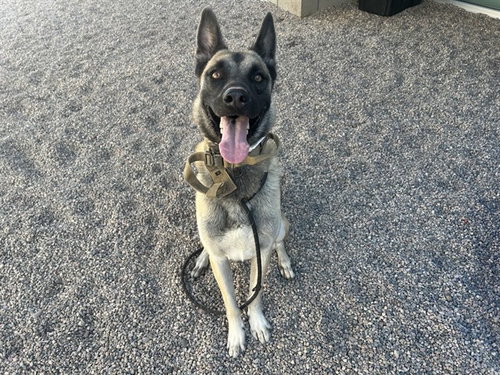 HARLEY, a dog for adoption from Maricopa County Animal Care & Control - East Valley Animal Care Center
