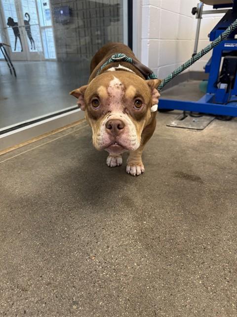 TIC TAC, a dog for adoption from Maricopa County Animal Care & Control - East Valley Animal Care Center