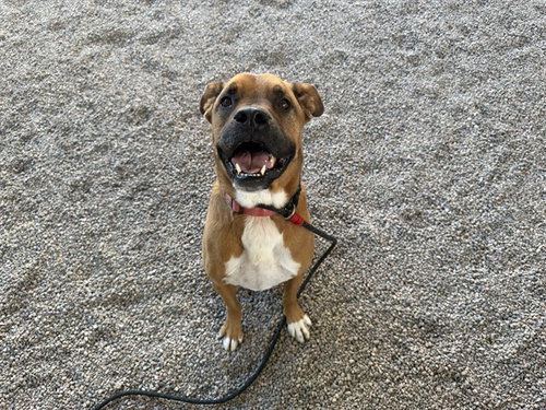 Levi, Boxer / Mixed (medium coat)