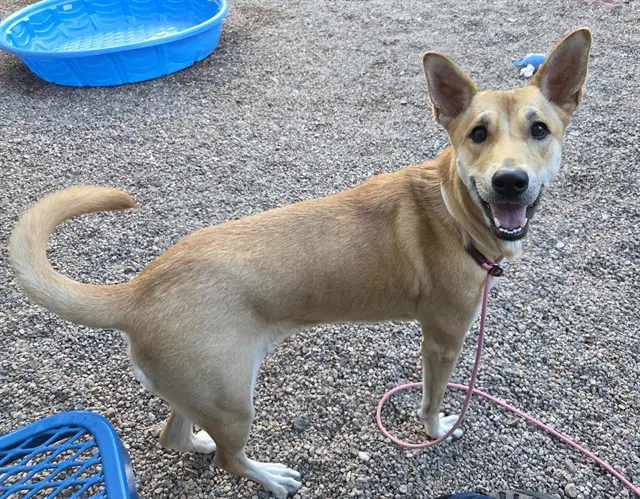 Pearl - Carolina Dog