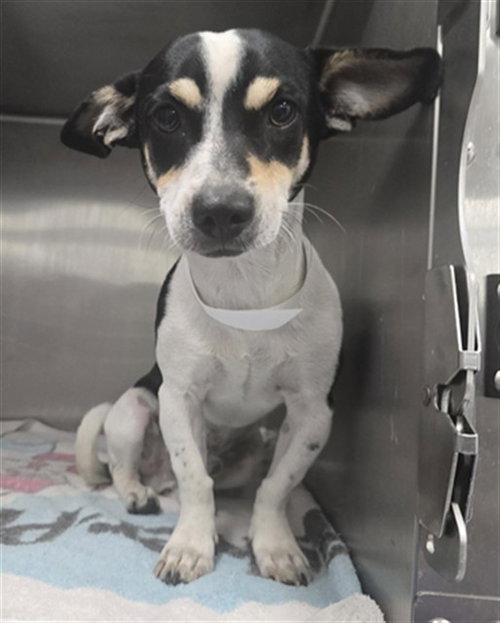 DUCKLING, a dog for adoption from Maricopa County Animal Care & Control - East Valley Animal Care Center