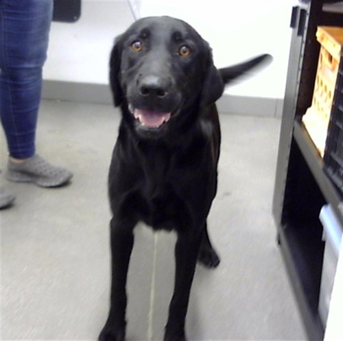 RAVEN, a dog for adoption from Maricopa County Animal Care & Control - East Valley Animal Care Center